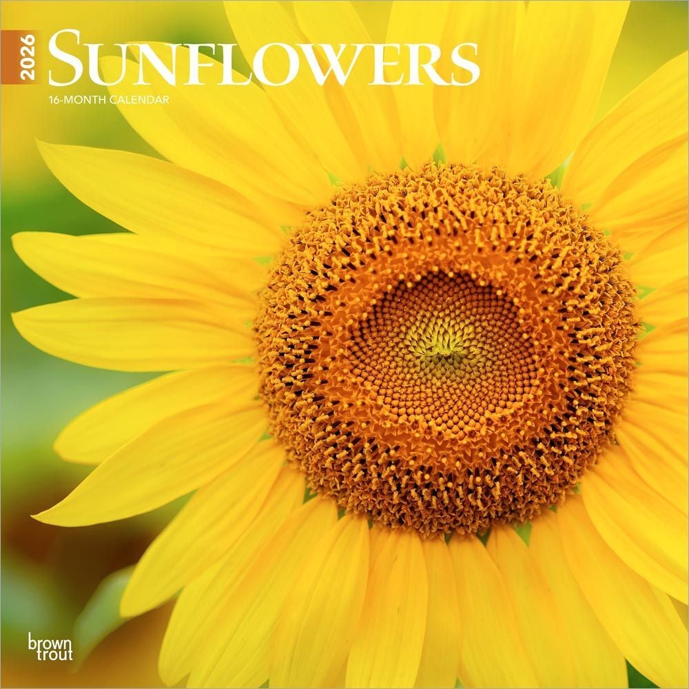 Brown Trout Publisher 2026 Sunflowers Monthly Square Wall Calendar, 12-In x 24-In