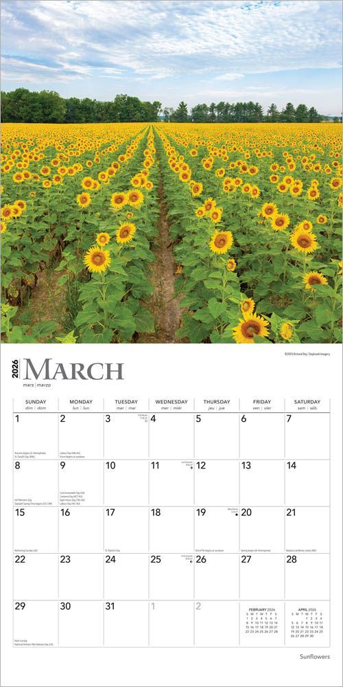 Brown Trout Publisher 2026 Sunflowers Monthly Square Wall Calendar, 12-In x 24-In