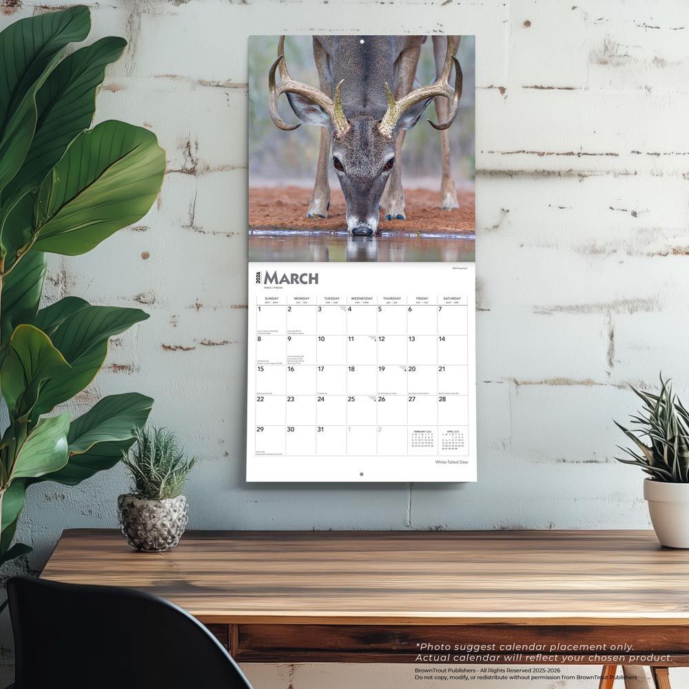 Brown Trout Publisher 2026 White Tailed Deer Monthly Square Wall Calendar, 12-In x 24-In