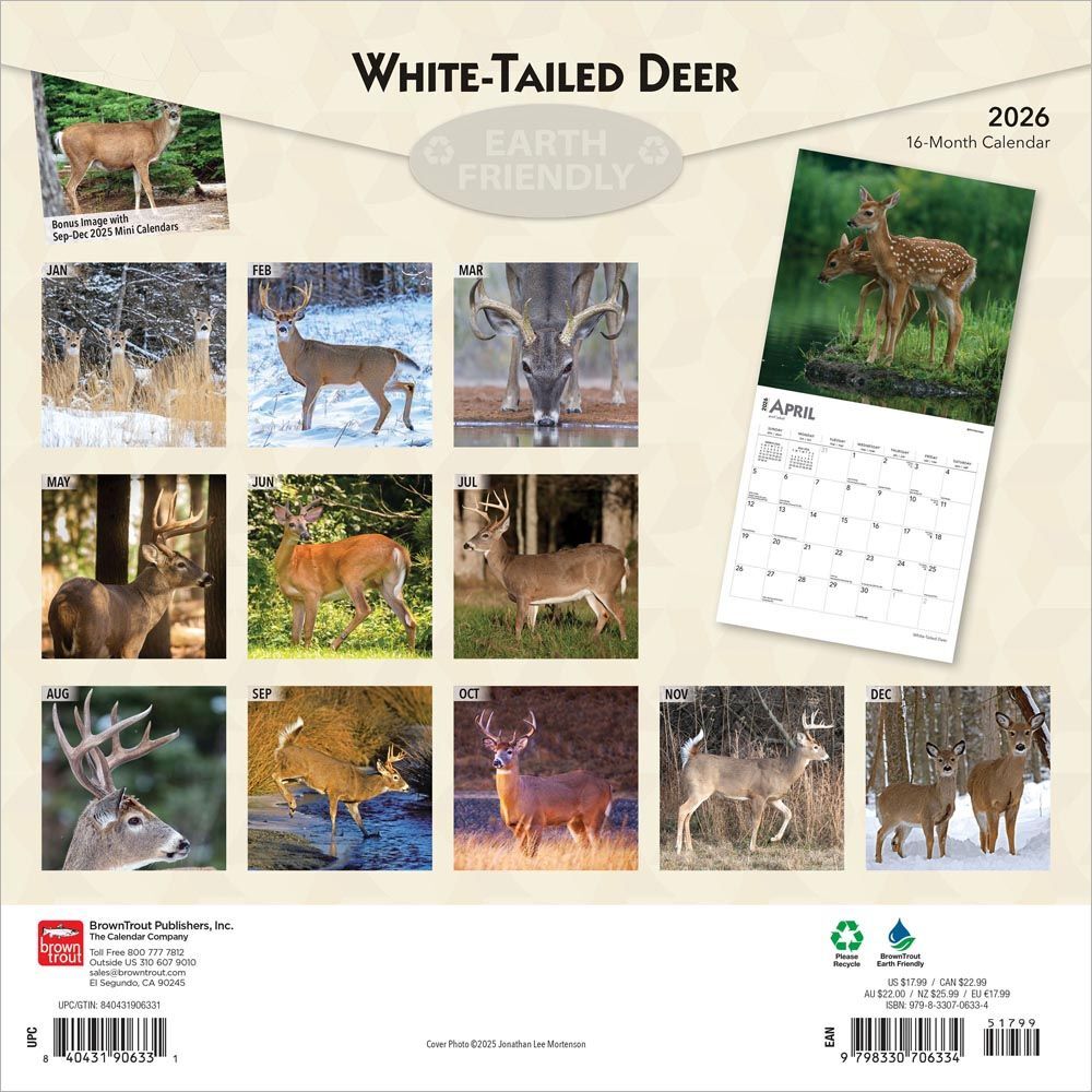 Brown Trout Publisher 2026 White Tailed Deer Monthly Square Wall Calendar, 12-In x 24-In