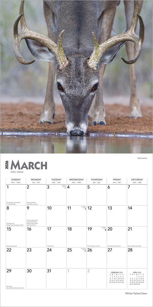 Brown Trout Publisher 2026 White Tailed Deer Monthly Square Wall Calendar, 12-In x 24-In