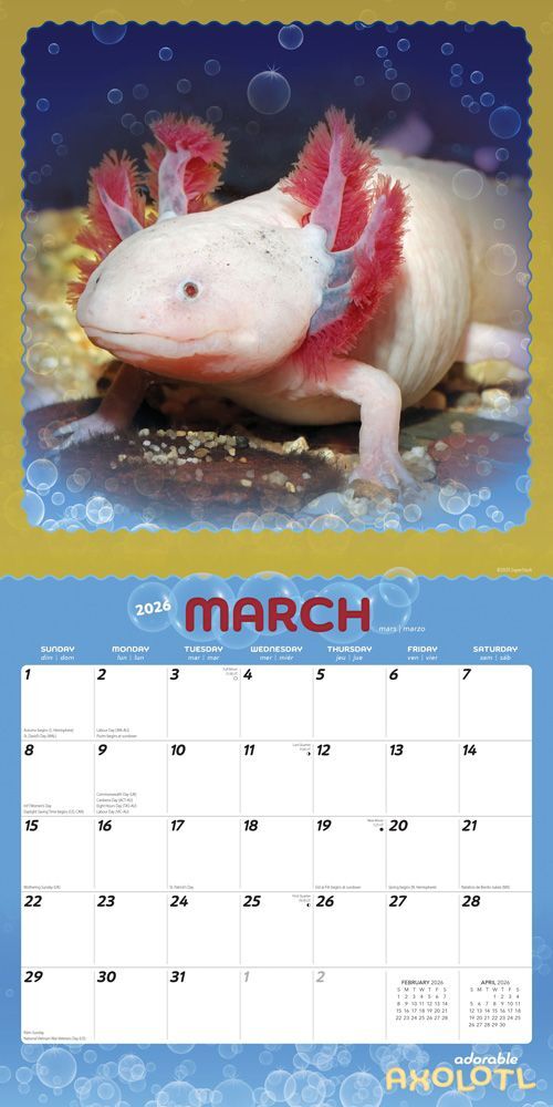 Brown Trout Publisher 2026 Adorable Axolotl Monthly Square Wall Calendar, 12-In x 24-In