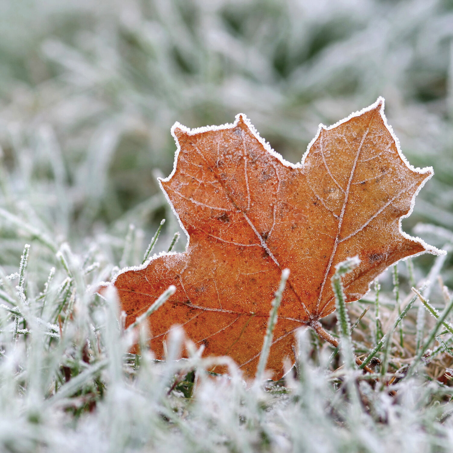 Candle Warmers First Frost Wax Melts, 2.5-Oz