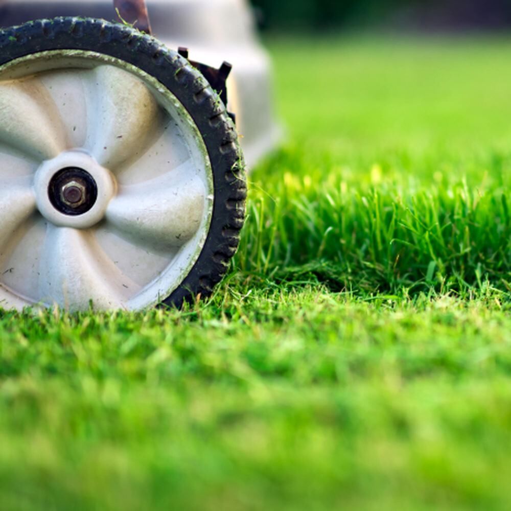 Moss Out! Lawn Granules, 20-Lb