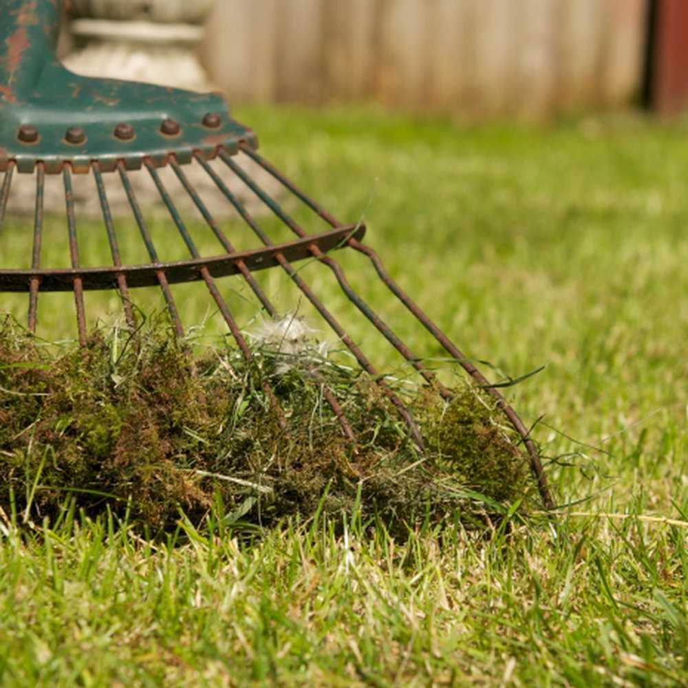 Moss Out! Lawn Granules, 20-Lb