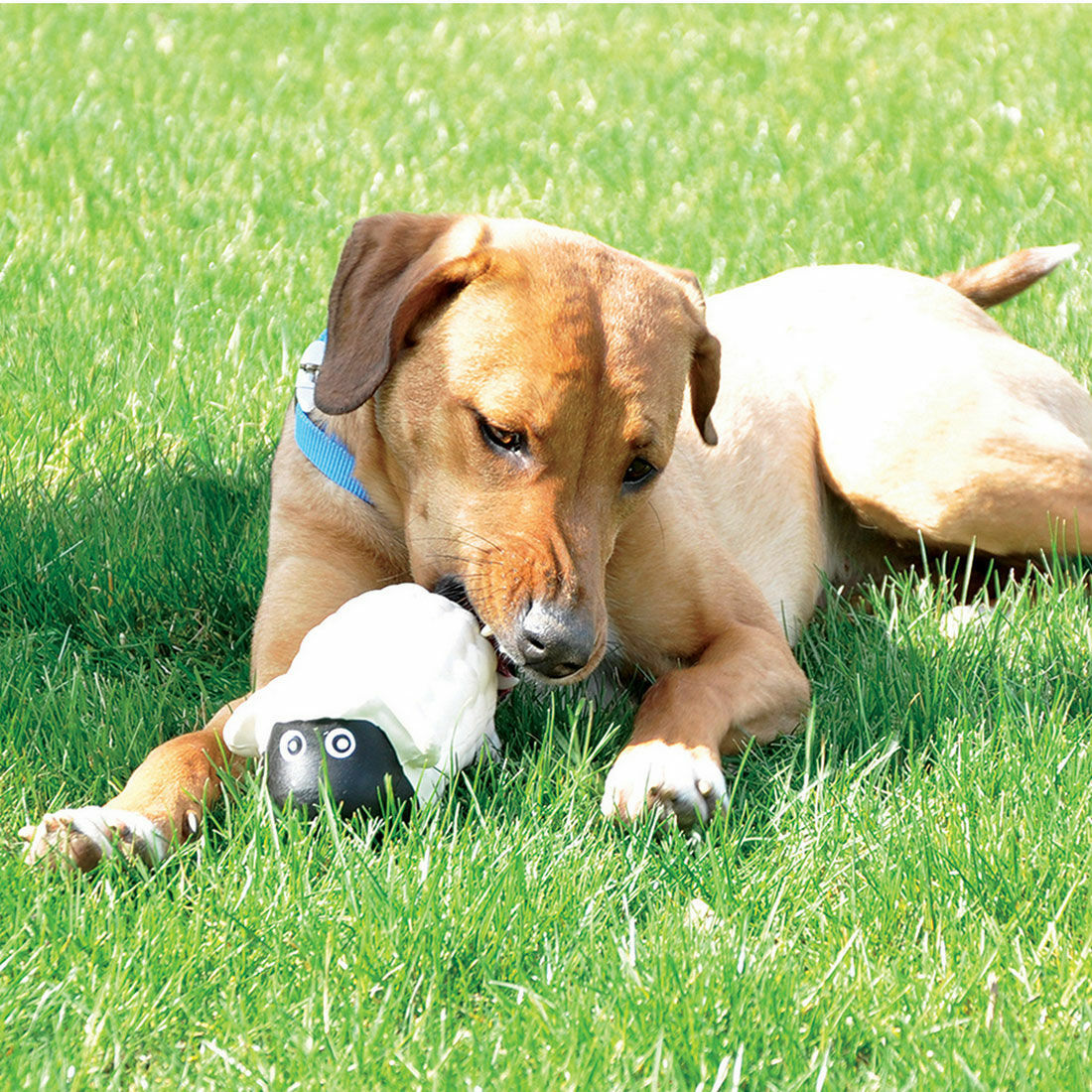 Rascals Latex Dog Toy, 6 1/2-In Sheep