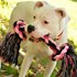 Rascals 10-In 2 Knot Rope Tug Dog Toy in Natural