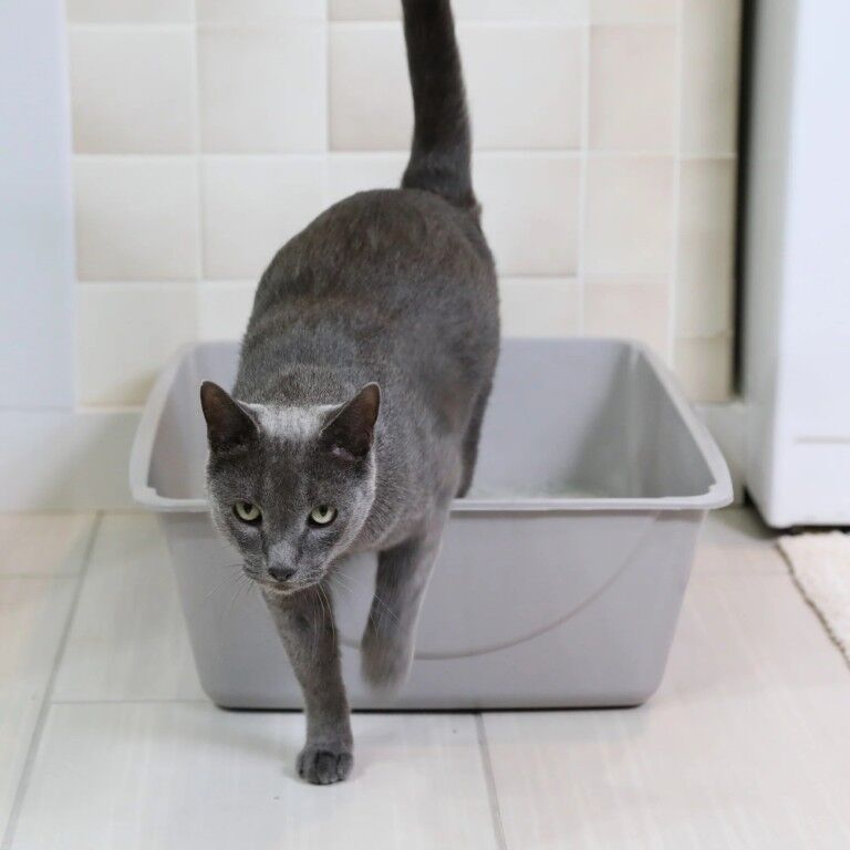 Petmate Mouse Gray Large Basic Litter Box