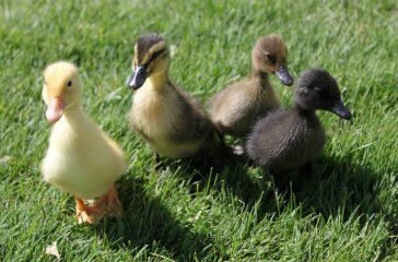 Assorted Ducks Straight Run