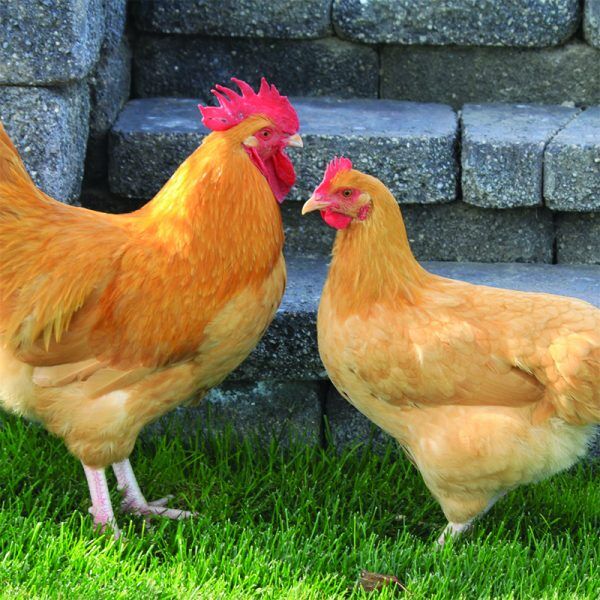 Buff Orpington Pullet