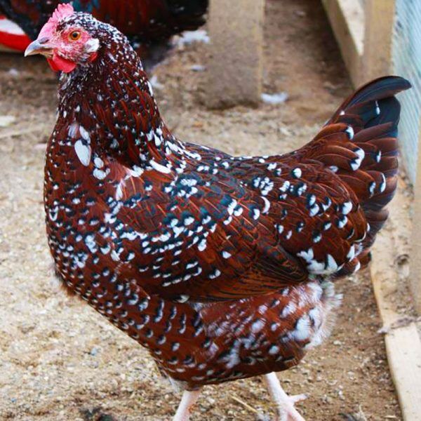Speckled Sussex Pullet Coastal Farm Dunlap Hatchery Coastal Country