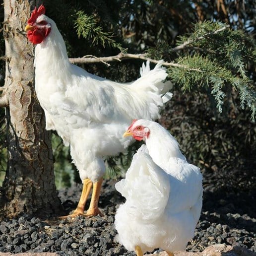 White Plymouth Rock Pullet