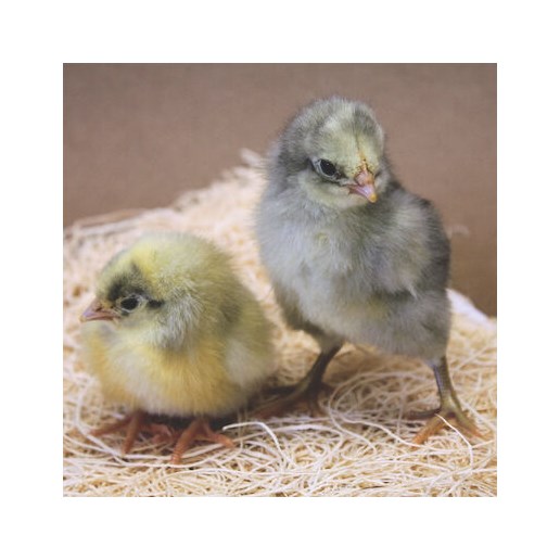 White Plymouth Rock Pullet