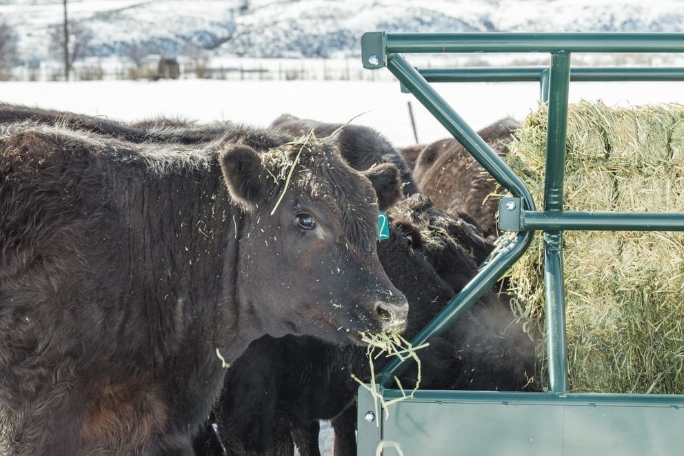 Behlen Country Green V-Smart Feeder, 6-Ft x 10-Ft