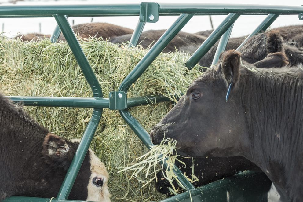 Behlen Country Green V-Smart Feeder, 6-Ft x 10-Ft