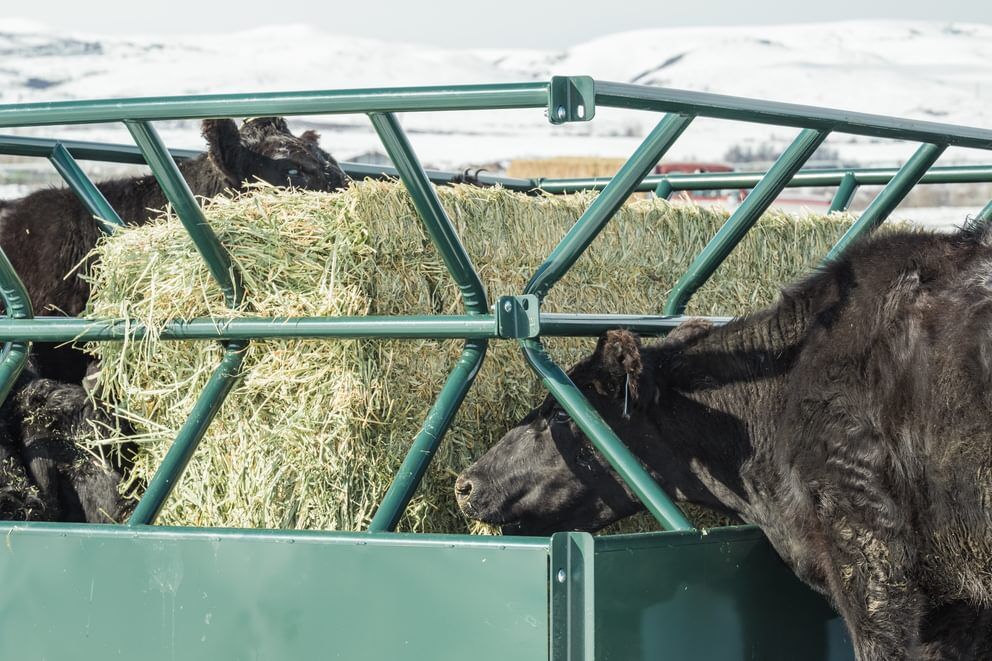 Behlen Country Green V-Smart Feeder, 6-Ft x 10-Ft