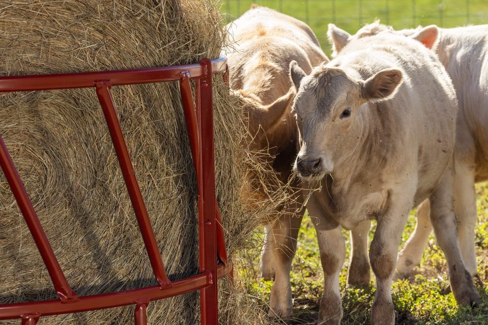 Behlen Country Green ProStock Feeder, 8-Ft