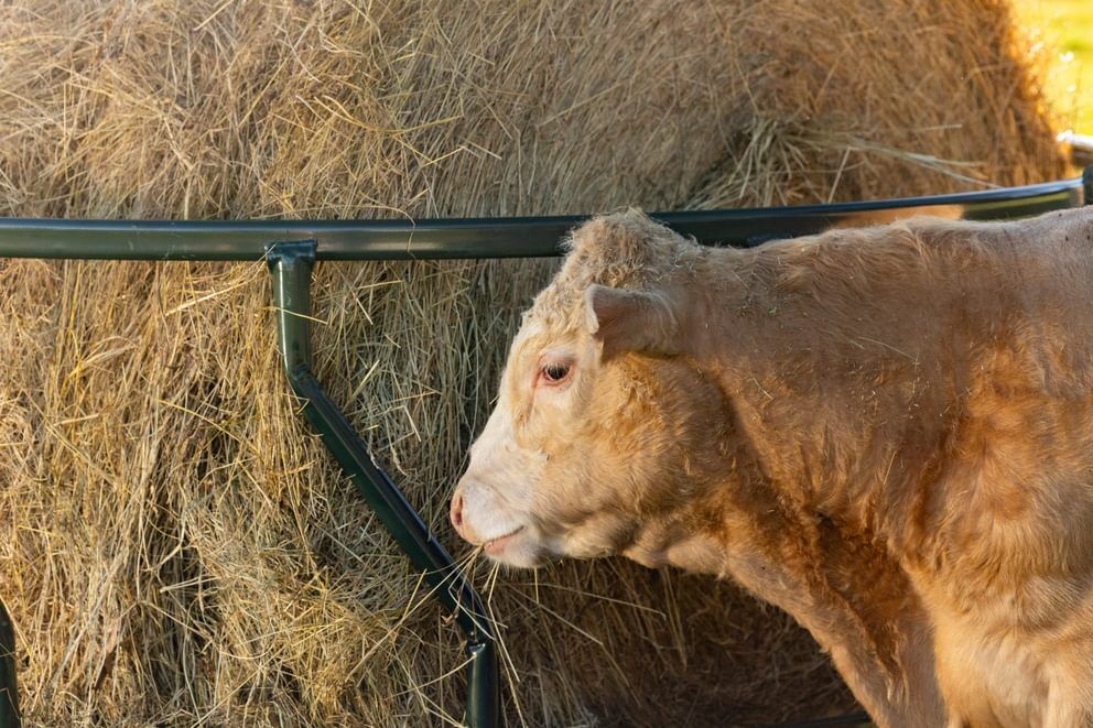 Behlen Country Green Hay Guard Round Bale Feeder, 8-Ft