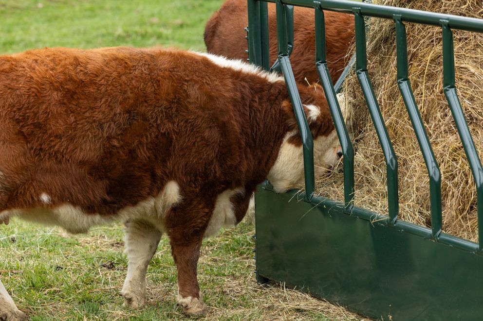 Behlen Country Green RangeMax Feeder Panel, 10-Ft x 66-In