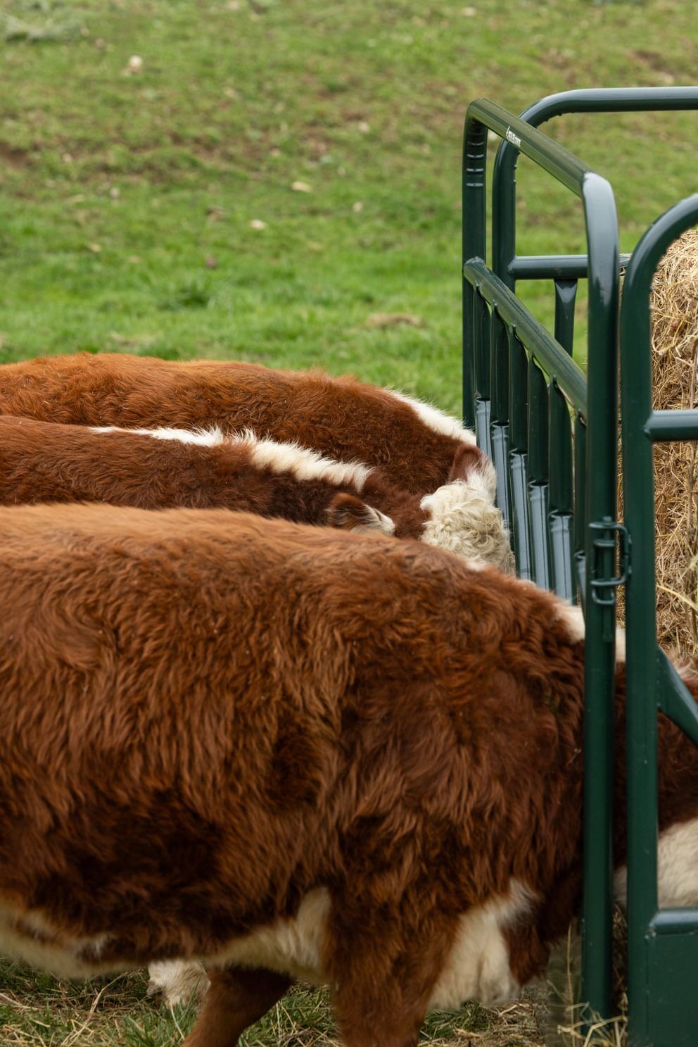 Behlen Country Green RangeMax Feeder Panel, 12-Ft x 66-In