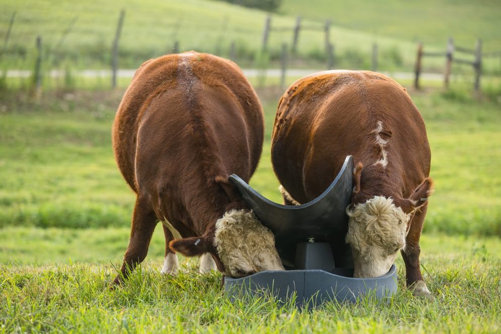 Behlen Country Gray PolyGuard 3-Block Mineral Feeder