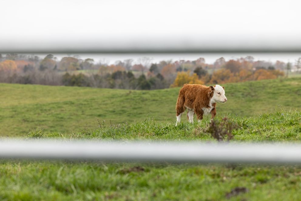 Behlen Country Green AgStar Gate, 4-Ft x 50-In