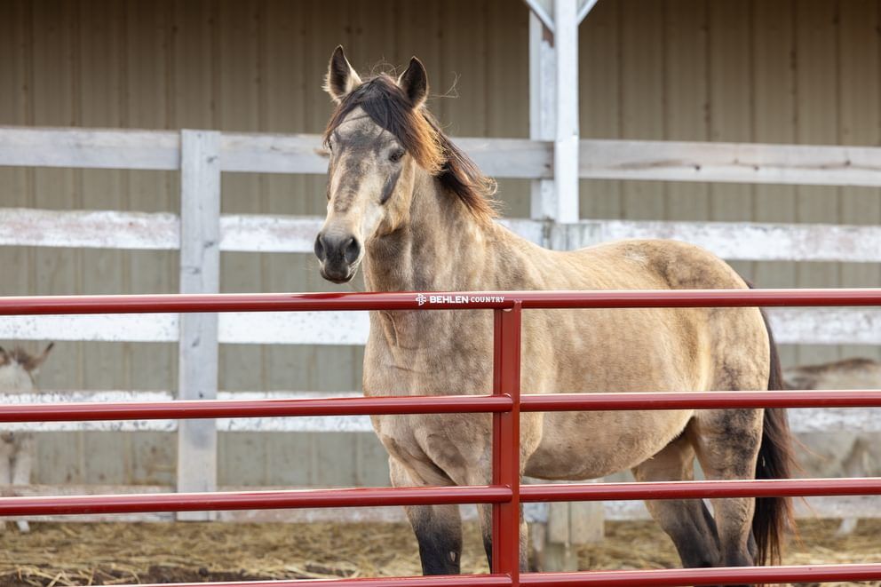 Behlen Country Green AgStar Gate, 8-Ft x 50-In
