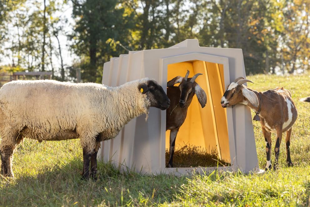 Behlen Country The Bungalow Animal Shelter, 76-In x 51-In