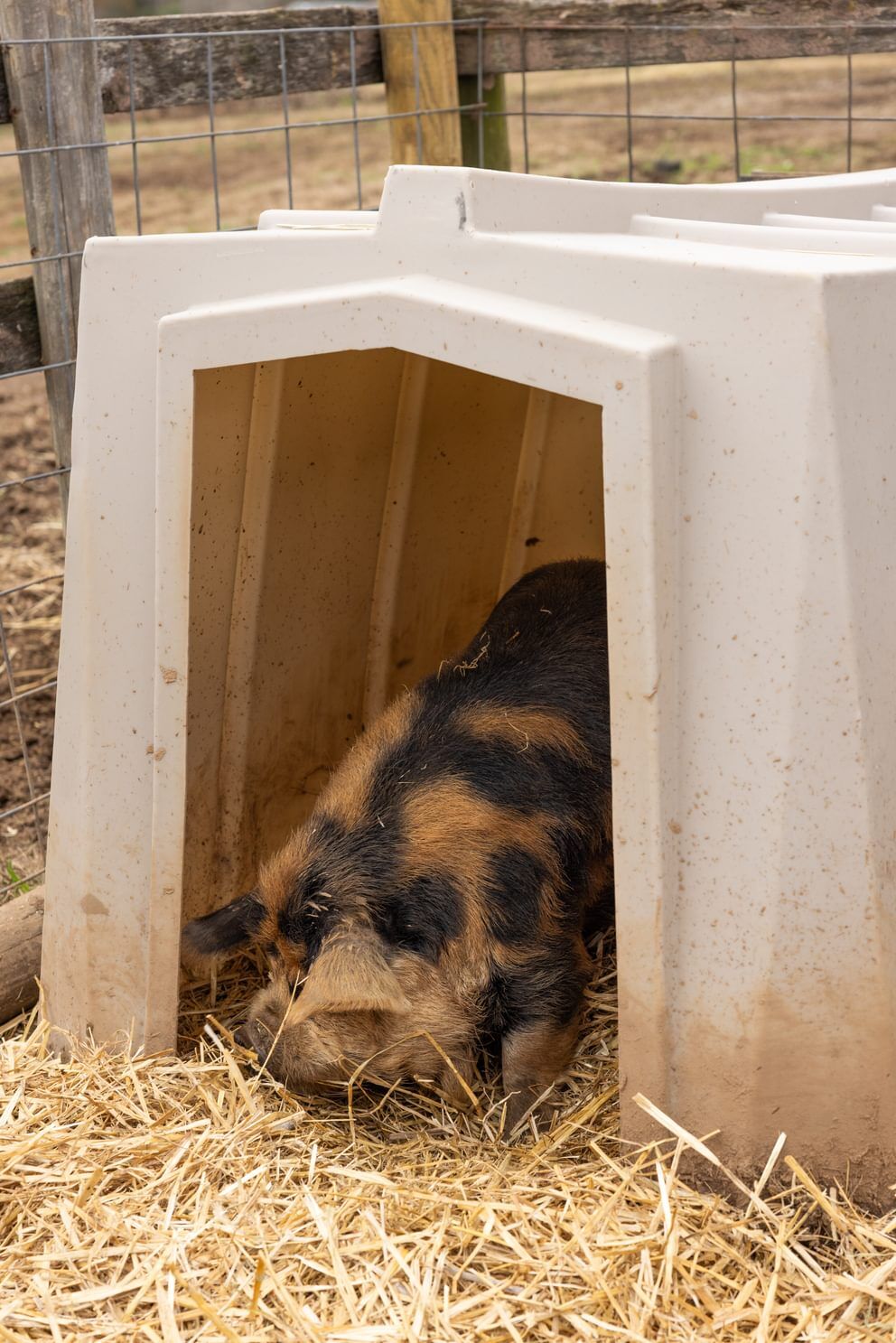 Behlen Country The Bungalow Animal Shelter, 76-In x 51-In