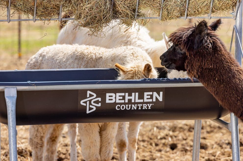 Behlen Country Stockman Black Galvanized Elevated Bunk Feeder, 10-Ft