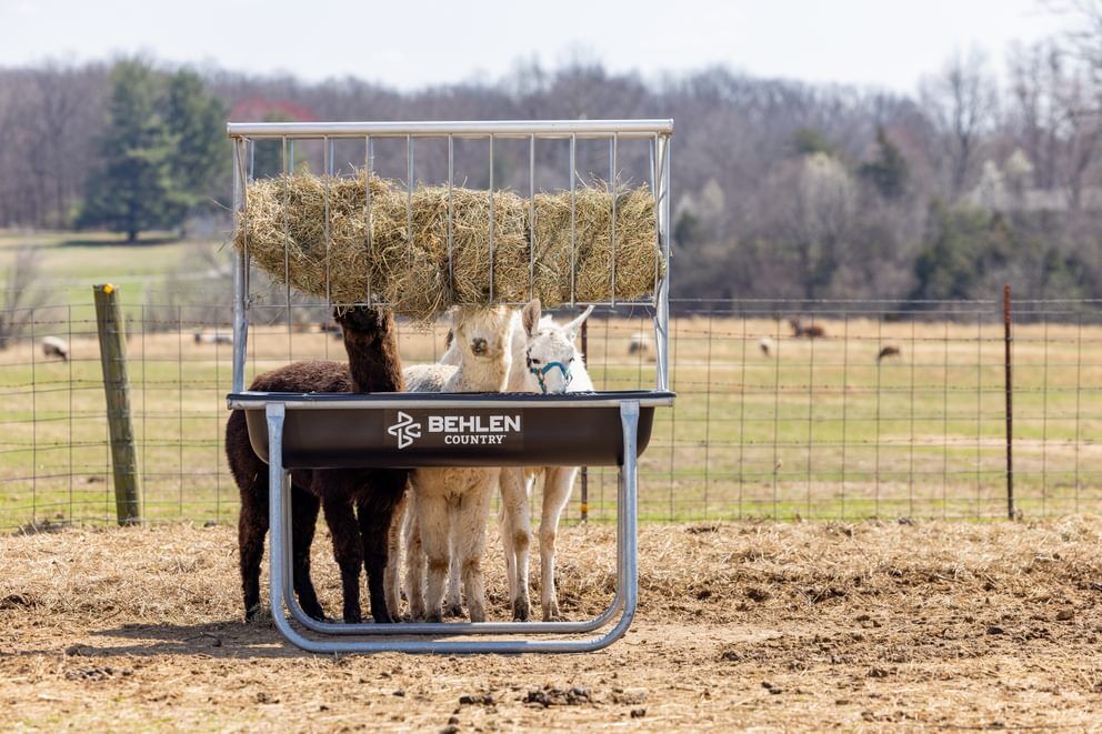Behlen Country Stockman Black Galvanized Elevated Bunk Feeder, 5-Ft