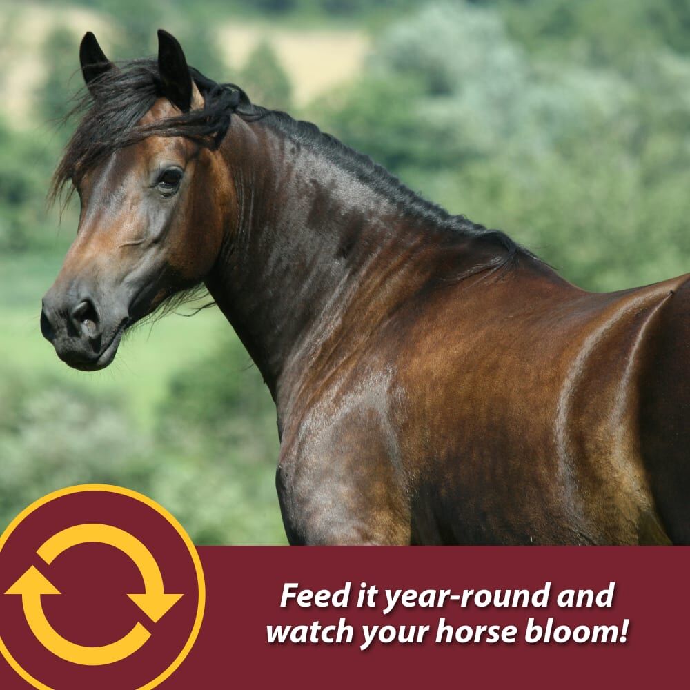 Farnam Laser Sheen Skin & Coat Supplement, 3.75-Lb