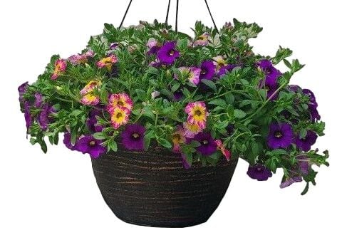 F & B Nursery Mixed Sun Hanging Basket, 12 in.