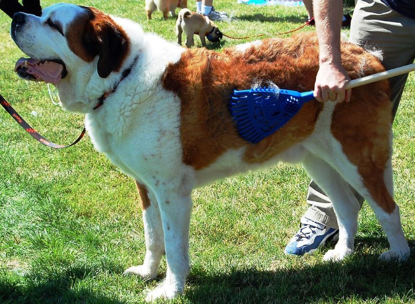 Furizzy Long Handle Blue Furizzy Shedding Rake