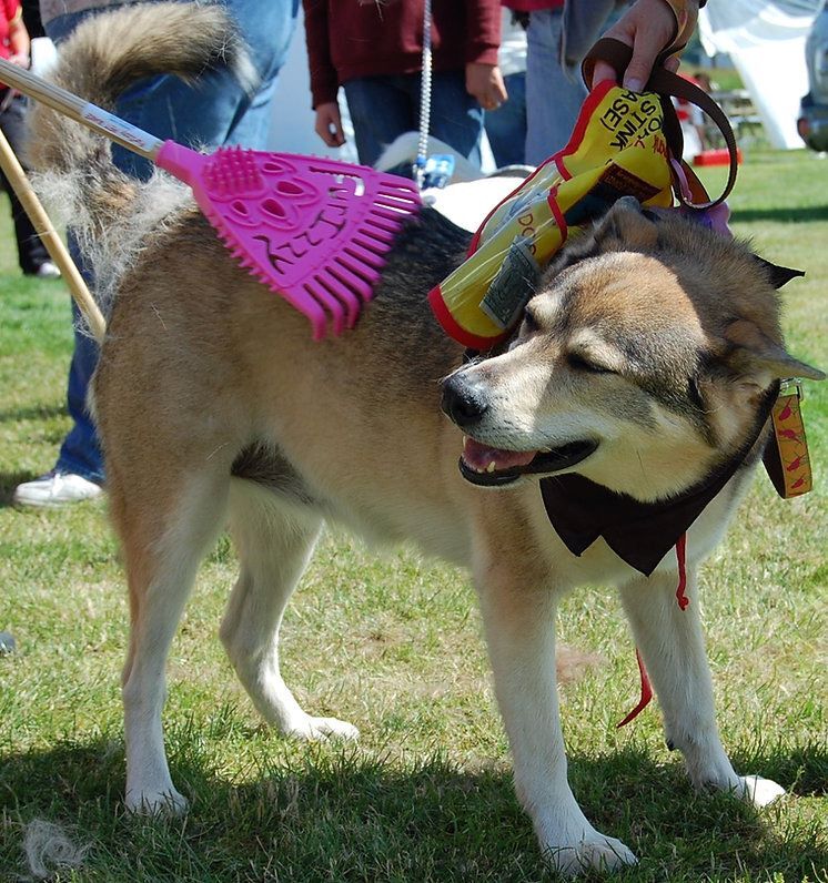 Furizzy Short Handle Pink Furizzy Shedding Rake