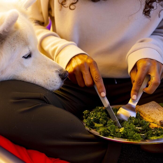 Hydro Flask Camp Plate, 9.25-in