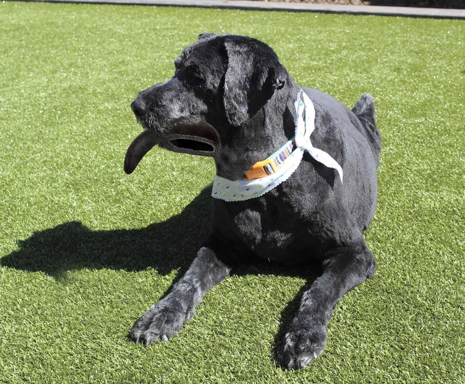 Outback Jack Natural Water Buffalo Bully Horn Dog Treats, Large