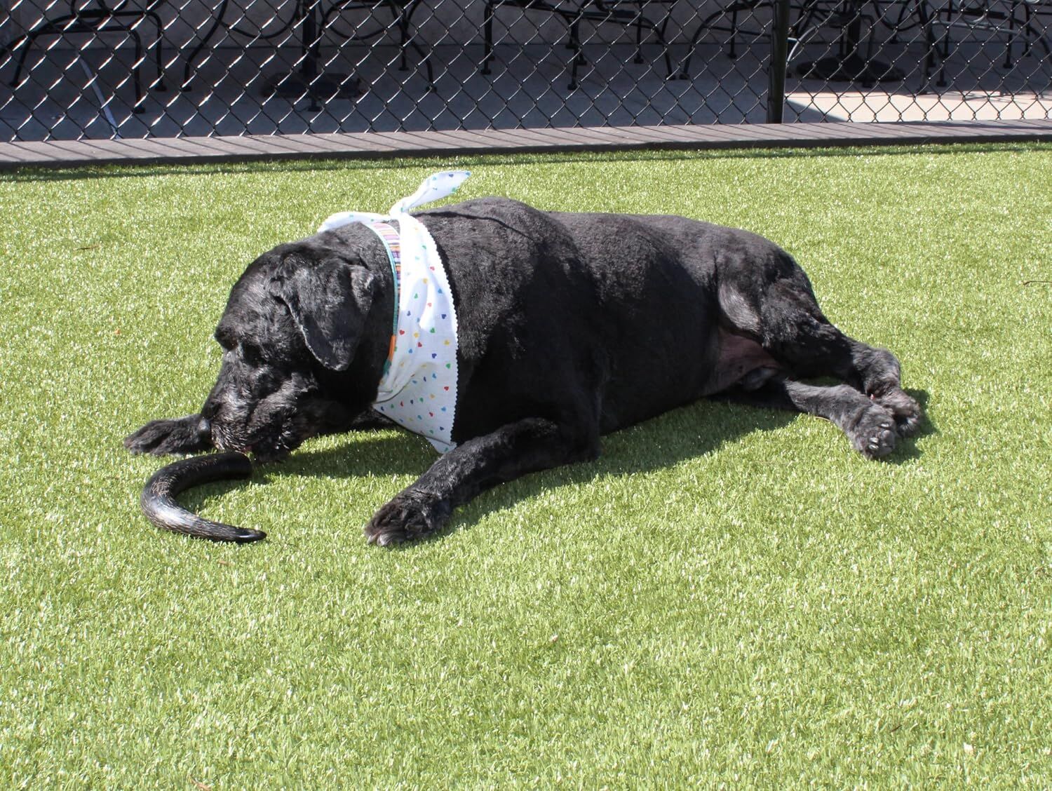 Outback Jack Natural Water Buffalo Bully Horn Dog Treats, Large