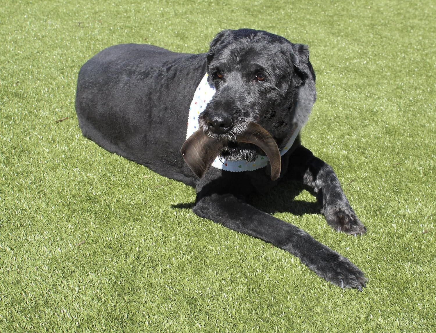 Outback Jack Natural Water Buffalo Bully Horn Dog Treats, Large