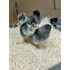 Blue Sapphire Plymouth Rock Pullet