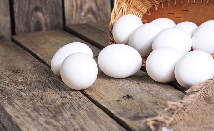 White Leghorn Pullet
