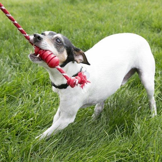 Dental With Rope Dog Toy, Small