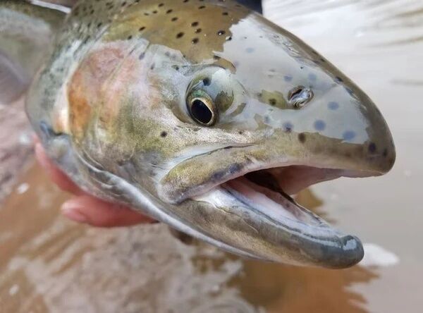 Lamiglas X-11 Salmon/Steelhead Cork Handle Casting Rod Heavy, 2-Piece, 10 1/2-Ft