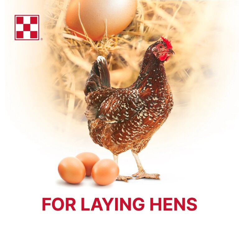 Purina Layena + Omega-3 16% Layer Hen Feed, 40-Lb