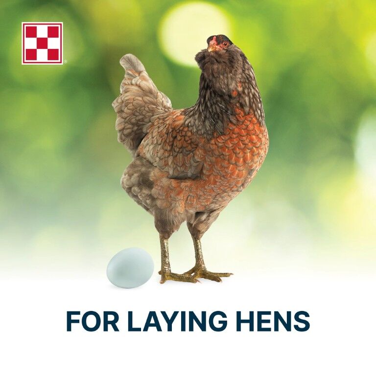 Purina Organic Layer Pellets Hen Feed, 35-Lb