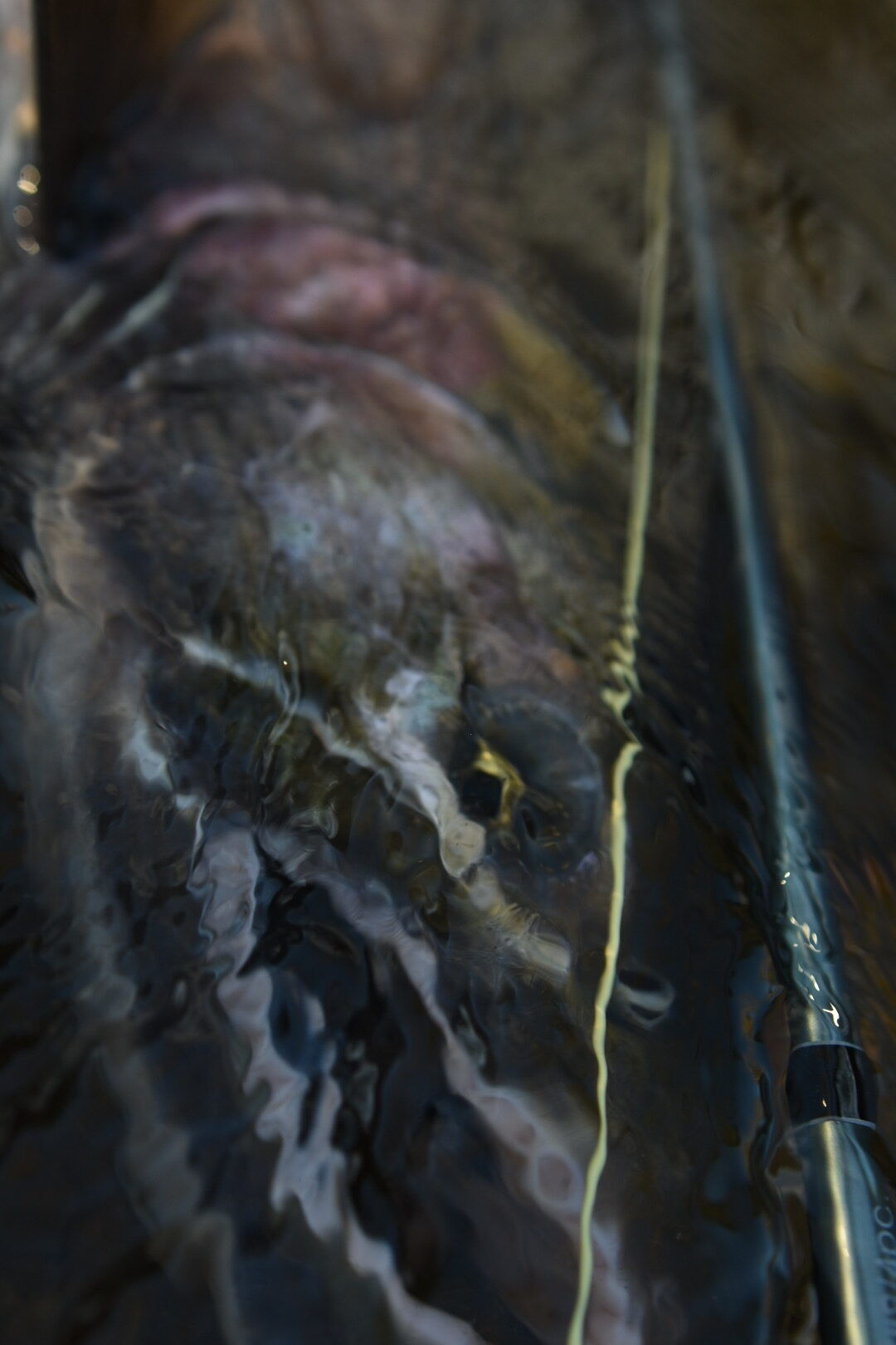 Maxima Ultragreen Fishing Line, 27-Yd, 8-Lb