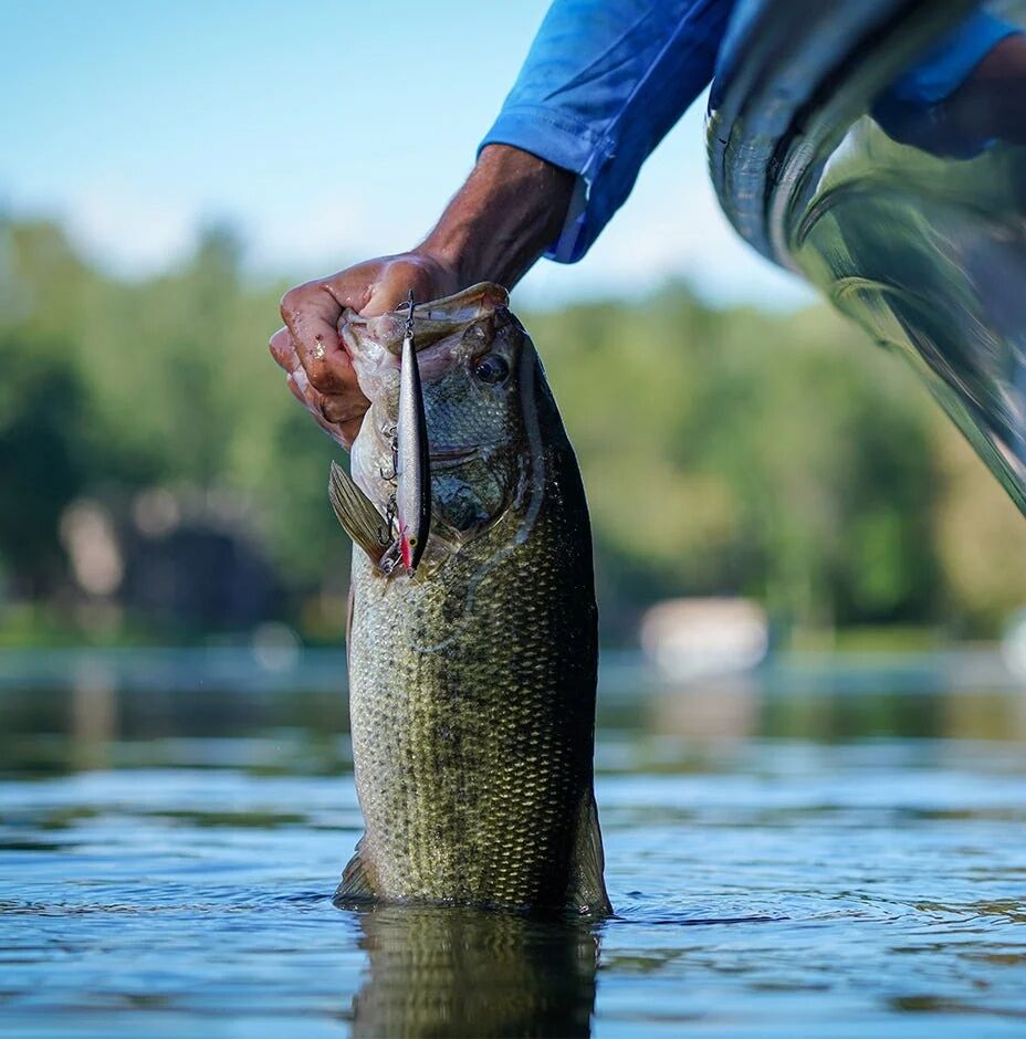 Rapala Original Floating Perch Lure, 2-In, 1/16-Oz