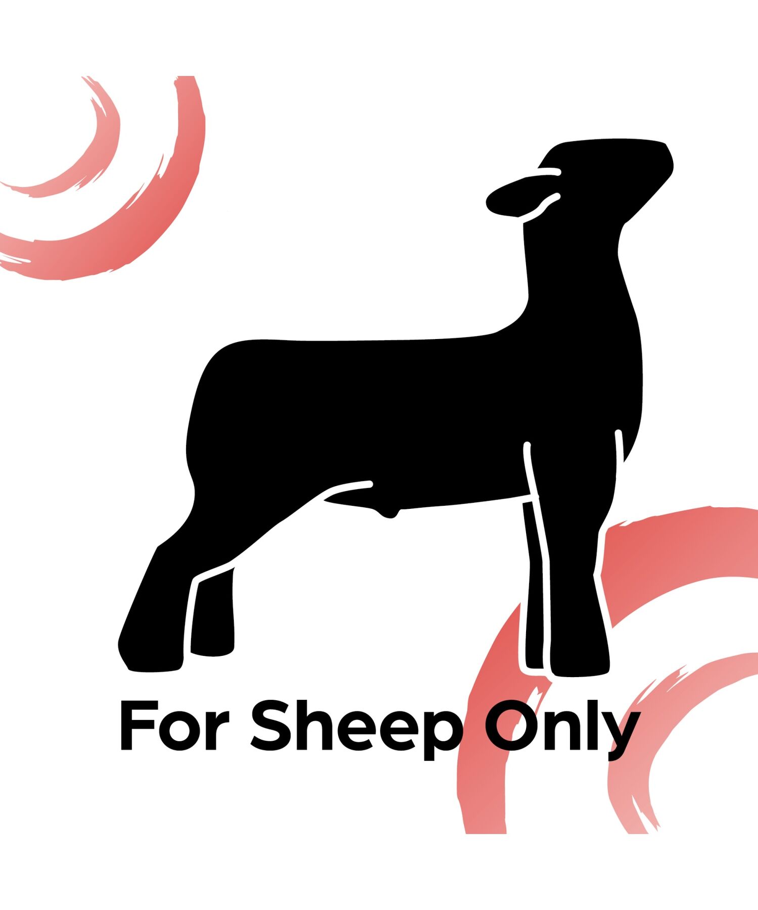 Sunglo Show Lamb, 50-Lb