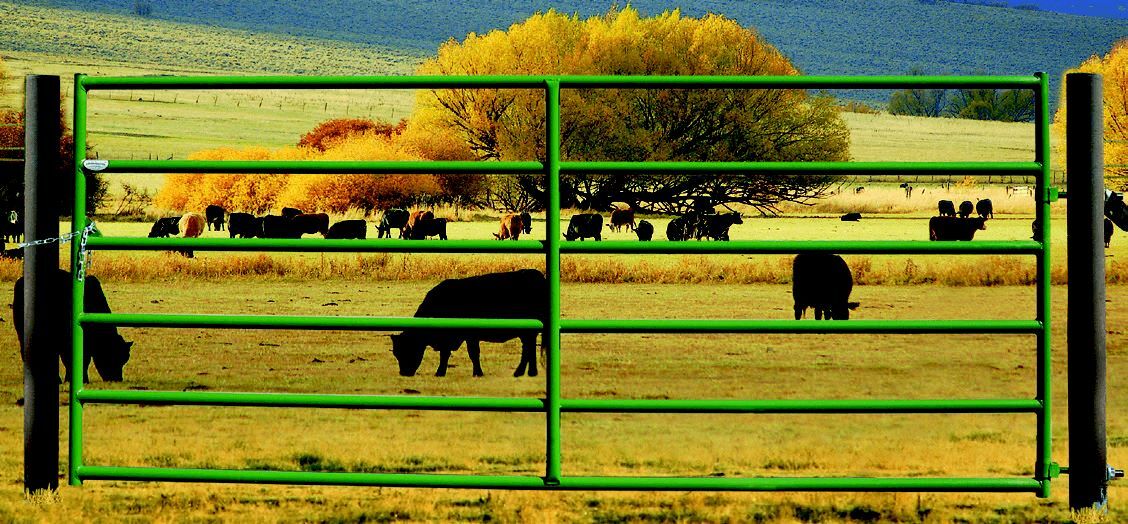 Powder River Rancher Gate, 2-In x 60-In x 12-Ft