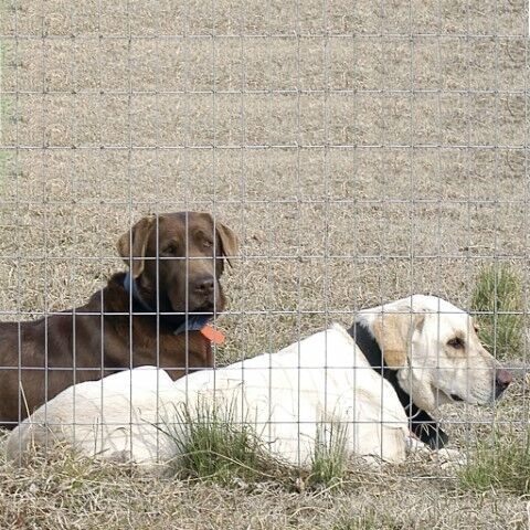 OK Brand 14-Gauge Welded Wire, 48-In X 100-Ft